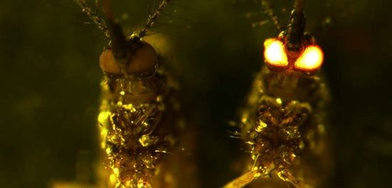 tantari modificati genetic