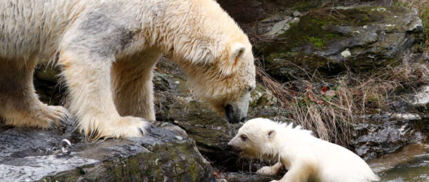 A female polar bear cub is seen together with 9 year-old mother Tonja during her first official presentation for the media at Tierpark Berlin zoo in Berlin