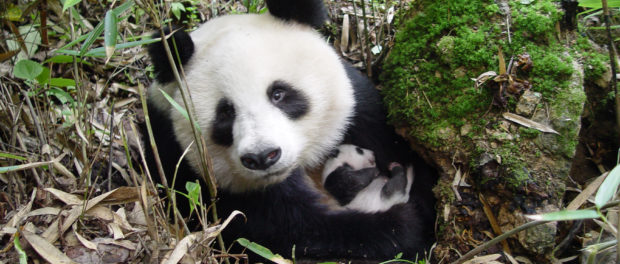 Giant Panda with a young cub in Shaanxi province, China.