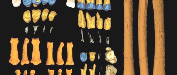 homo luzenonsis