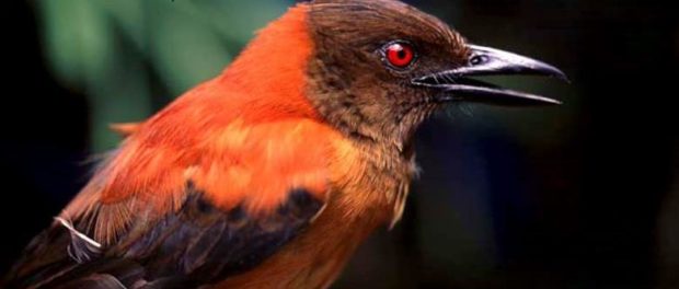 pasarea Pitohui