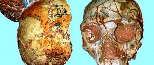 cranii Apidima 1