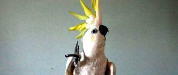 papagal