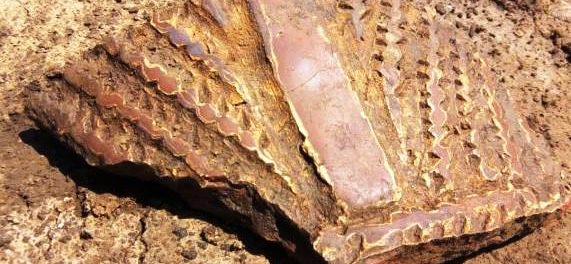 vas ceramica vadastra