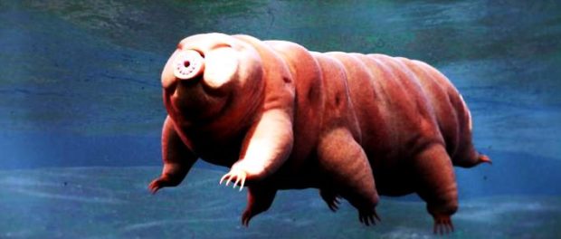 tardigrade