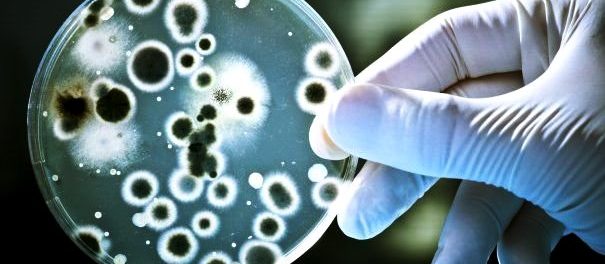 bacterii in spitale