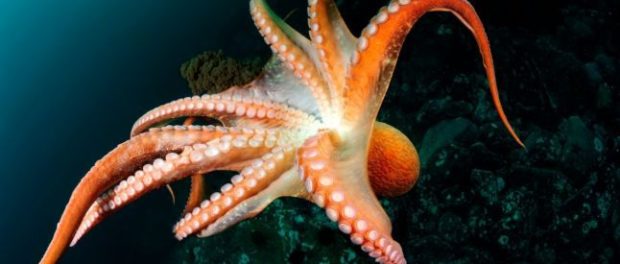 octopus