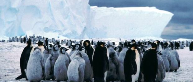 pinguini imperiali