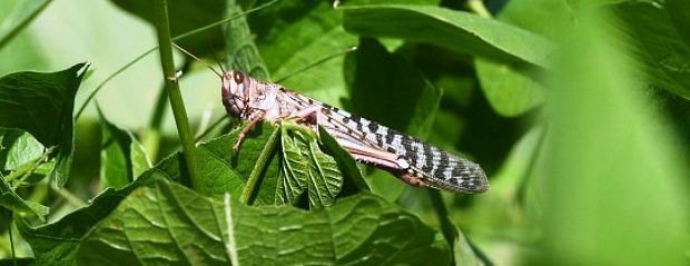insecte