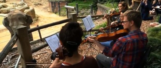 zoo elefanti muzica