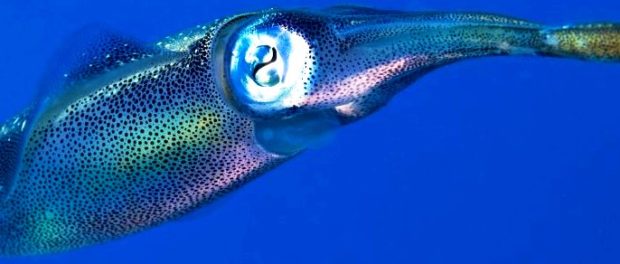 cefalopod