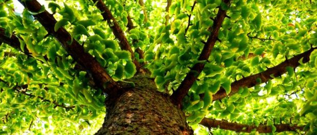 gingko biloba