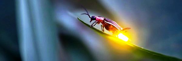 apocalipsa licuricilor