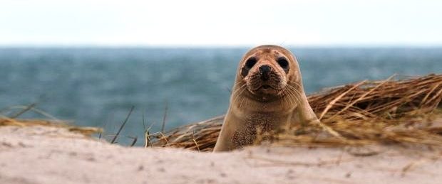 foca