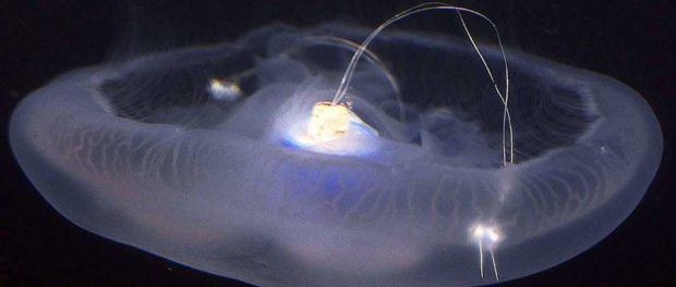 meduza bionica...