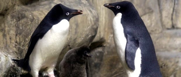 pinguini