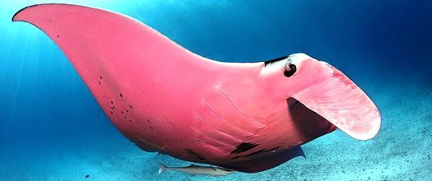 pisica de mare
