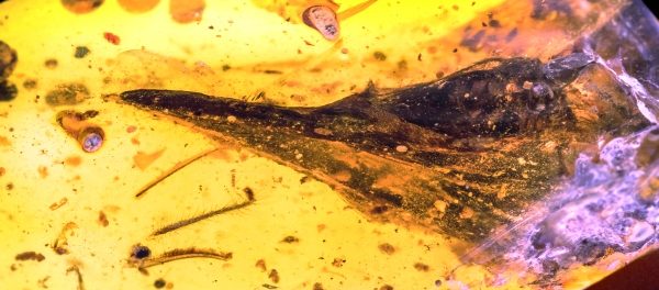 amber_oculudentavis