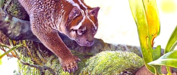 leu marsupial