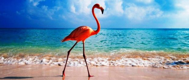 Pasarea-flamingo