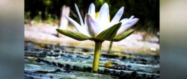 lotus