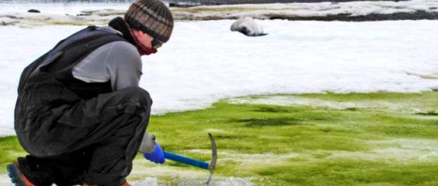 zapada-verde-antarctica