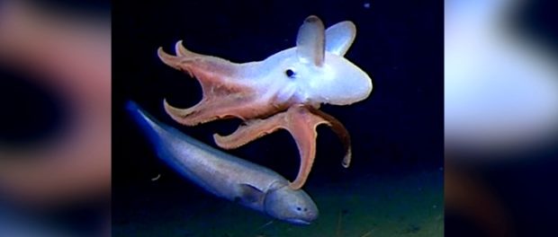 caracatita
