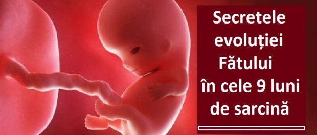 Evolutia fatului in cele 9 luni de sarcina