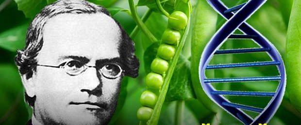 Gregor-Mendel