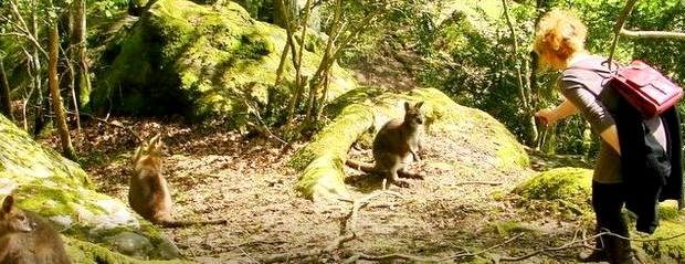 Pădurea-Rambouillet canguri pitici