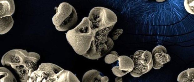 bacterie