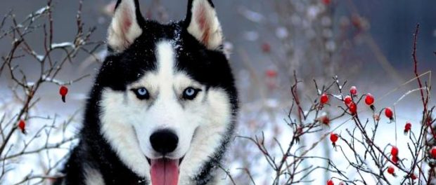 caine husky
