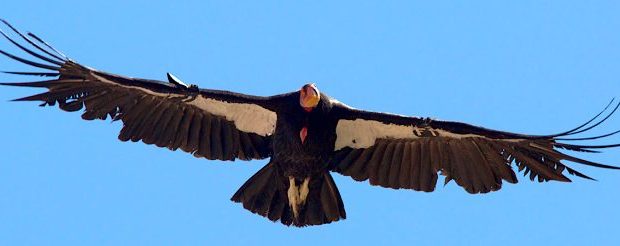 condor