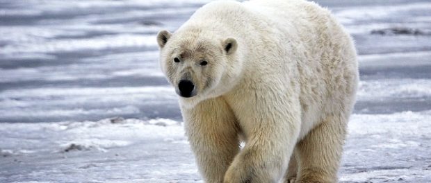 Polar Bear (Sow), Near Kaktovik, Barter Island, Alaska