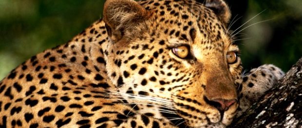 animale_salbatice