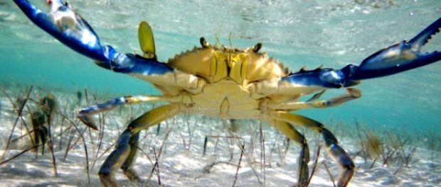 crab albastru