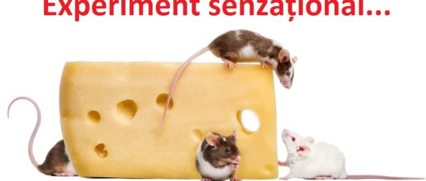experiment cu soareci