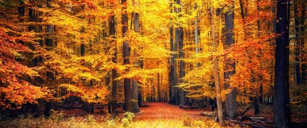 Pathway in the autumn park