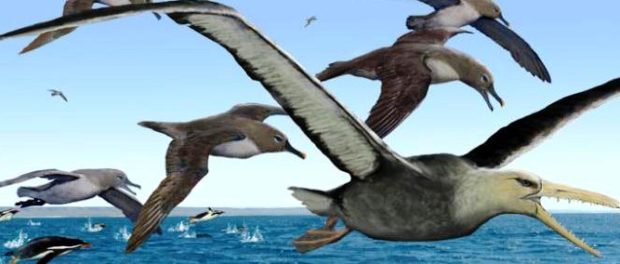 pelagornithide pasari....