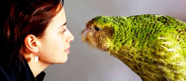 Kakapo papagal