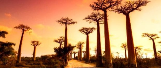 baobab (1)