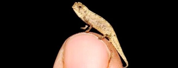 reptila mica
