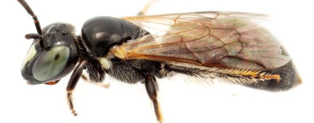 Pharohylaeus-lactiferus-scaled