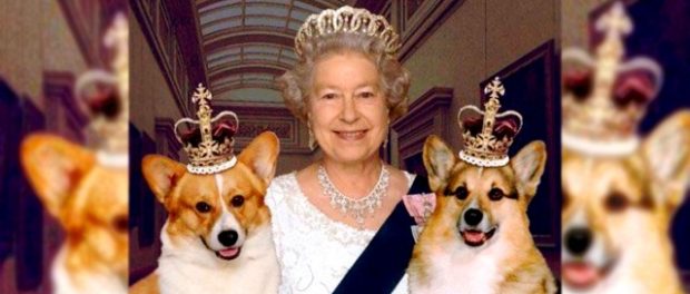 corgi-al-reginei-Elizabeta-a-II-a