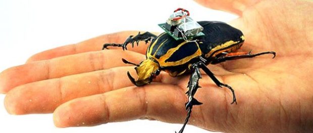 gandaci cyborg