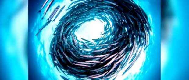 swirlon