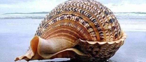 fibonacci