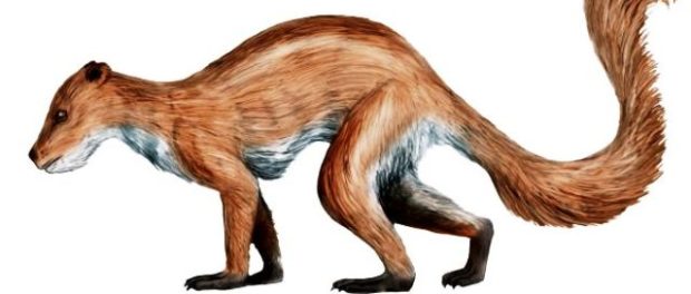 Plesiadapis