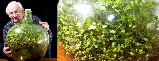 plante in damigeana
