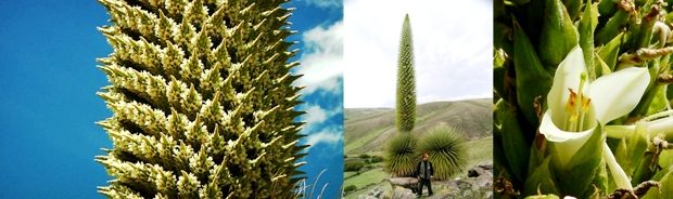 puya regina